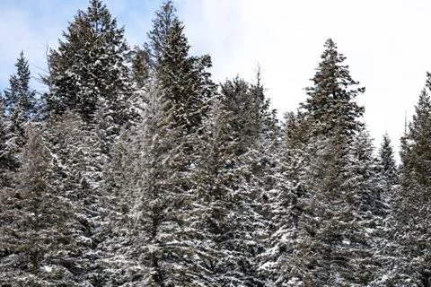Snow covered pine trees on the background of mountain peaks. Panoramic view o Stock Photos
