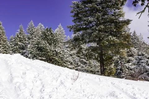 Snow covered pine trees on the background of mountain peaks. Panoramic view o Stock Photos