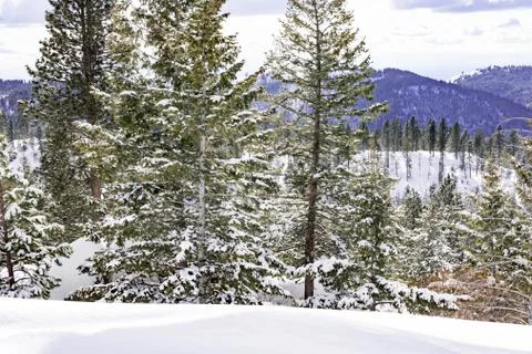 Snow covered pine trees on the background of mountain peaks. Panoramic view o Stock Photos