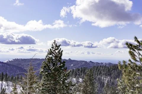 Snow covered pine trees on the background of mountain peaks. Panoramic view o Stock Photos