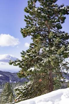 Snow covered pine trees on the background of mountain peaks. Panoramic view o Foto stock