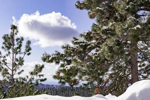 Snow covered pine trees on the background of mountain peaks. Panoramic view o Stock Photos