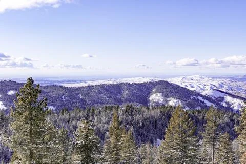 Snow covered pine trees on the background of mountain peaks. Panoramic view o Stock Photos