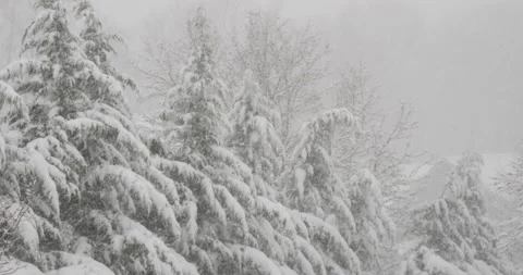 Snow covered pine trees in Blizzard conditions heavy snow closet whiteout Video stock 234597041