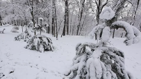 Snow-covered pine trees create a picturesque winter scene.  Video stock 321832694