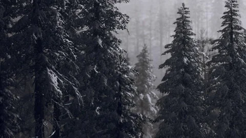 Snow covered pine trees in a dense forest during the winter season Stock Footage 339503299