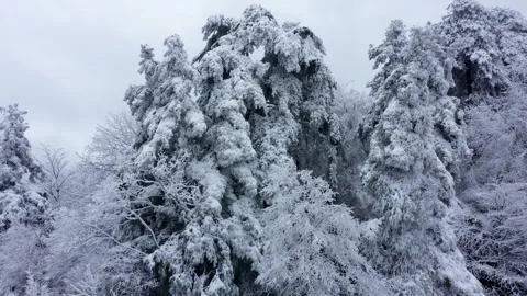 Snow Covered Pine Trees in a Dense Mountain Forest During Winter Season Stock Footage 342214385