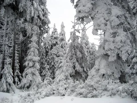 Snow-covered pine trees in a dense winter forest with heavy branches Stock Photos