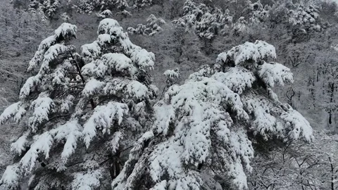 Snow Covered Pine Trees Drone Shot - Part 1 Видео 342434050