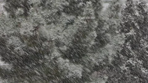 Snow-covered pine trees during a fierce blizzard. Stock Footage 317968843