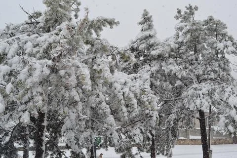 Snow-covered pine trees during a winter snowfall, creating a serene and pea.. Stock Photos