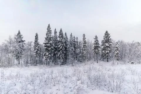 Snow covered pine trees at the edge of a forest Stock Photos