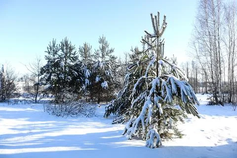 Snow-covered pine trees at the edge of the forest on a bright winter day Stock Photos