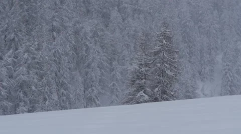 Snow covered pine trees Stock Footage 64860961