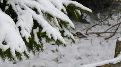 Snow covered pine trees 스톡 동영상 64860970