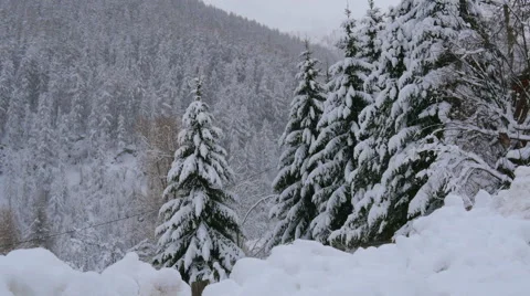 Snow covered pine trees Stock Footage 64860978