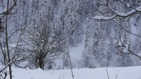 Snow covered pine trees 스톡 동영상 64860982