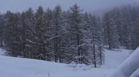 Snow covered pine trees Vídeos de archivo 64860987