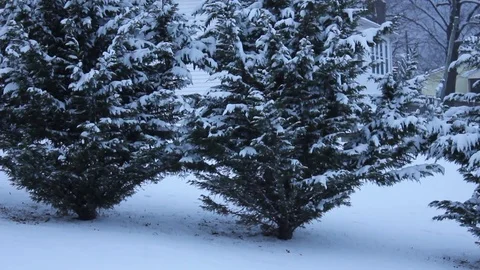 Snow- covered pine trees Stock Footage 71227007