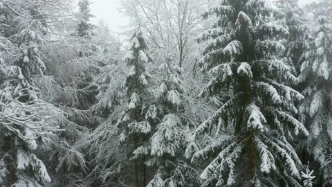 Snow covered pine trees Video stock 152399122