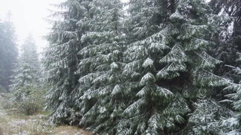 Snow covered pine trees Stock Footage 302885220