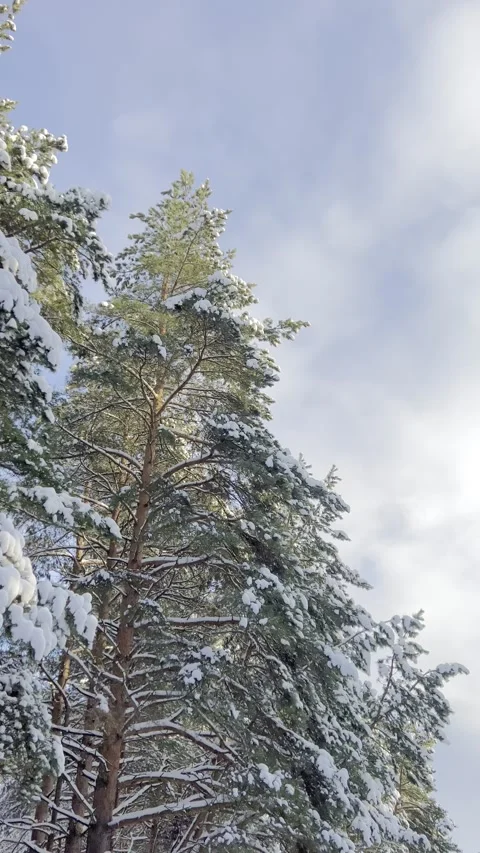 Snow covered pine trees Stock Footage 325669752