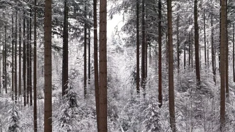 Snow Covered Pine Trees in a Forest Stock Footage 339768841