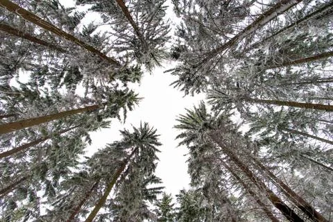 Snow covered pine trees in the forest 写真素材