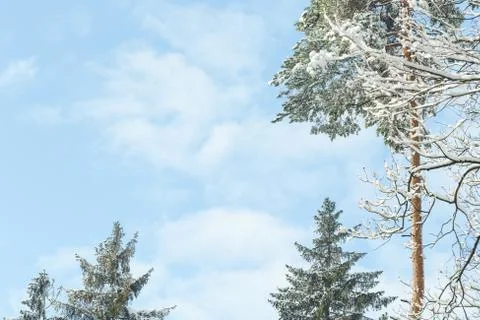 Snow covered pine trees in a forest on winter day Stock Photos