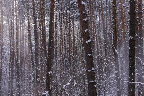 Snow-covered pine trees in the forest after a snowfall Stock Photos