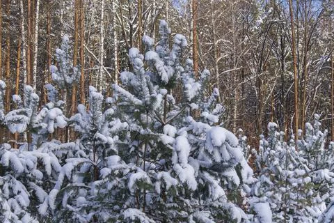 Snow-covered pine trees on a forest background Stock Photos