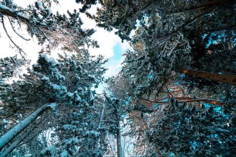 Snow covered pine trees in the forest at winter. Winter background photo. Stock Photos