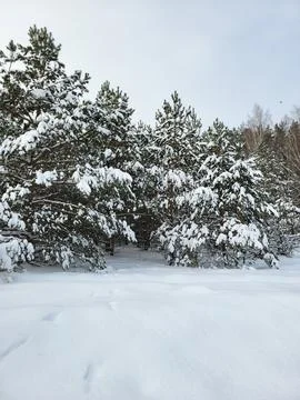 Snow-covered pine trees on the forest edge Stock Photos
