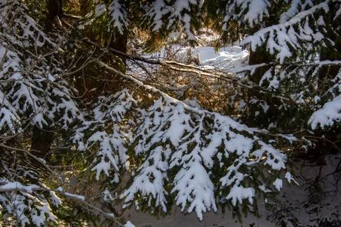 Snow-covered pine trees in the forest on the mountain Stock Photos