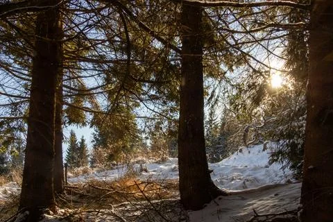 Snow-covered pine trees in the forest on the mountain Stock Photos