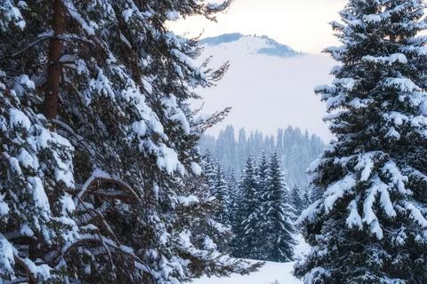 Snow-covered pine trees frame a view of a misty mountain valley and distant f Fotos de archivo