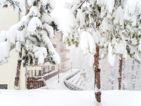 Snow-covered pine trees on a hillock against the background of cottages on a Stock Photos