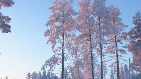 Snow covered pine trees illuminated by pink sunset twilight light clear sky.. Vídeos de archivo 341589884