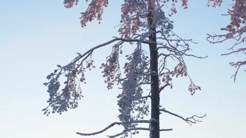 Snow covered pine trees illuminated by pink sunset twilight light clear sky.. Stock Footage 341871958