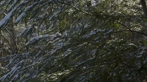 Snow Covered Pine Trees Lightly Blow in the Wind 库存影片 118938752