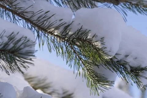 Snow-covered pine trees lit by the sun Stock Photos