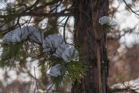 Snow-covered pine trees lit by the sun Stock Photos