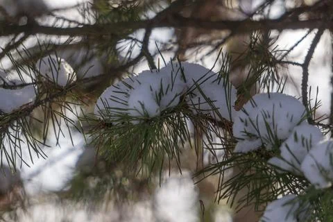 Snow-covered pine trees lit by the sun Stock Photos