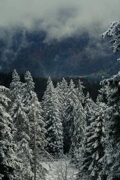 Snow Covered Pine Trees In Misty Mountain Forest Winter Landscape Stock Photos