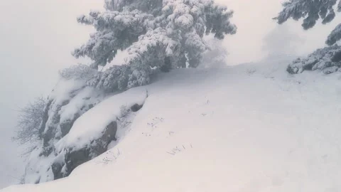 Snow-covered pine trees on the mountain Stock Footage 145255598