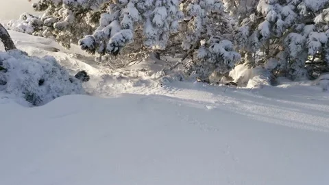 Snow-covered pine trees on the mountain Stock Footage 145272578