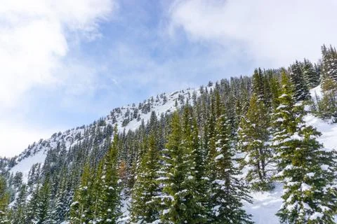 Snow Covered Pine Trees on Mountain at Lake Louise in Banff National Park Foto stock