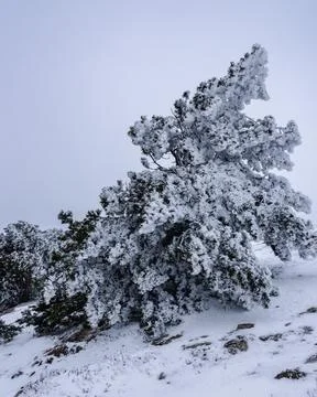 Snow covered pine trees on mountain Demerdzhi after blizzard in spring. Crime Stock Photos