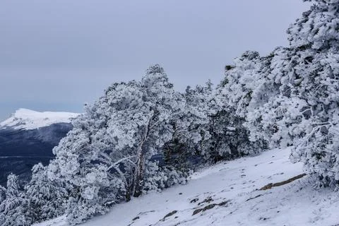 Snow covered pine trees on mountain Demerdzhi after blizzard in spring. Crime Foto stock