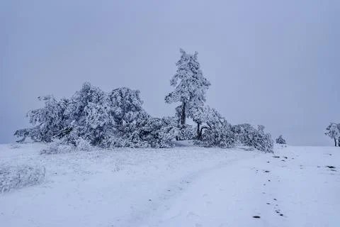 Snow covered pine trees on mountain Demerdzhi after blizzard in spring. Crime Foto stock